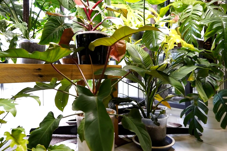 Tissue Culture Plants