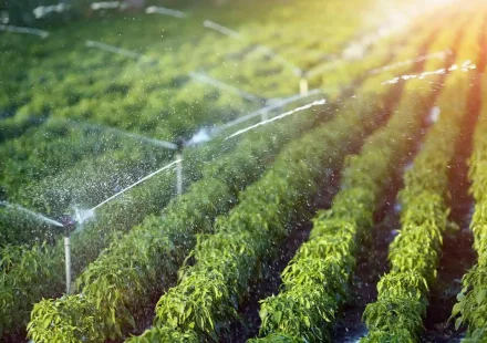 drip irrigation