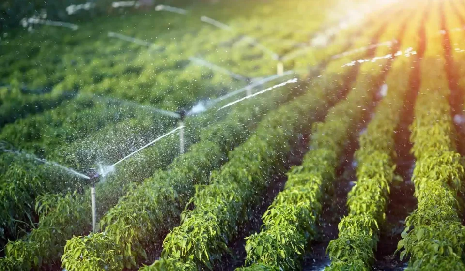 drip irrigation