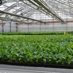 Tissue Culture Plants