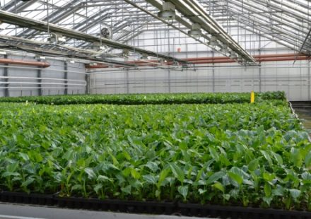 Tissue Culture Plants