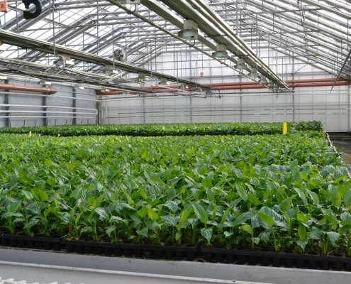 Tissue Culture Plants