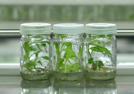 Water Soluble Packaging