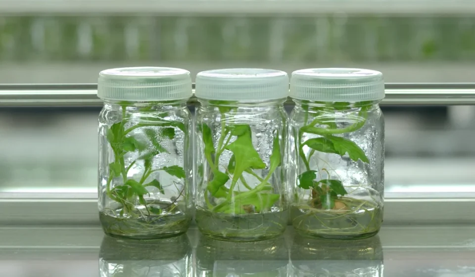 Water Soluble Packaging